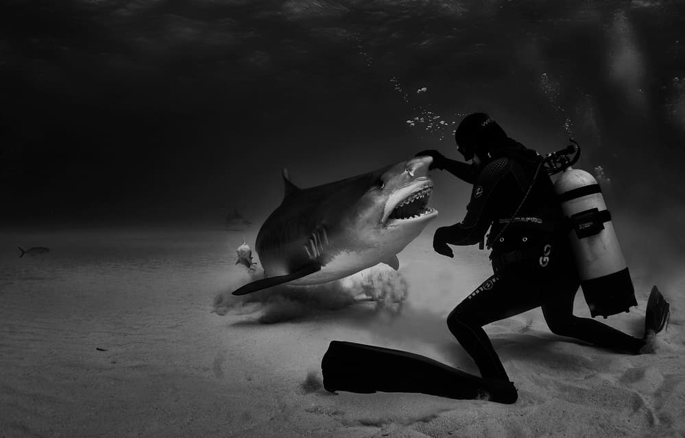 Diver's Close Shark Encounter by Jennifer Lu — canvas wall art