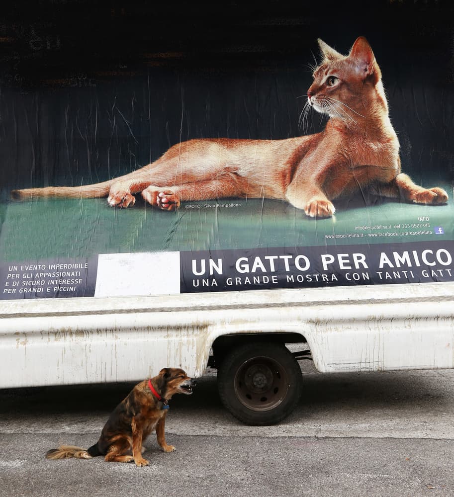 Big Cat Small Dog by Luciano Caturegli — canvas wall art