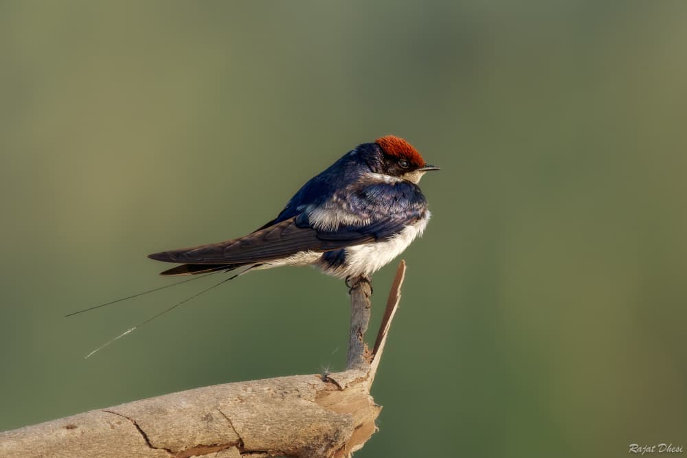 Red-Headed Swallow Perched by Rajat Dhesi — canvas wall art