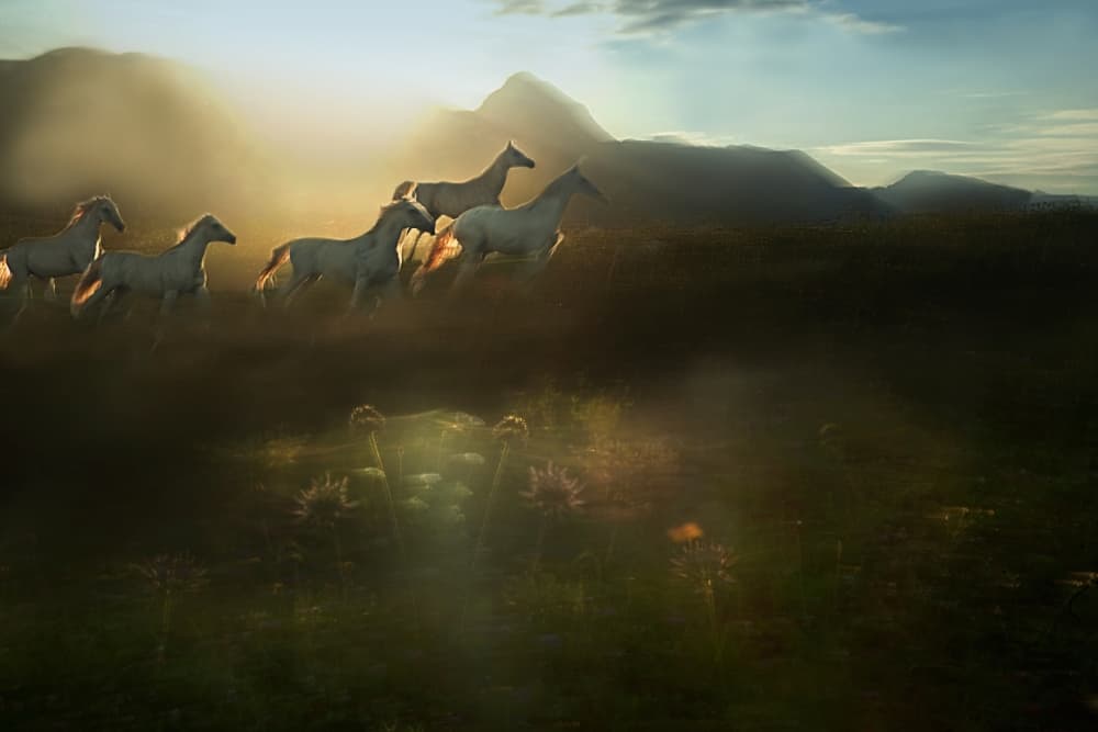 Sunlit Wild Horses by Milan Malovrh — canvas wall art