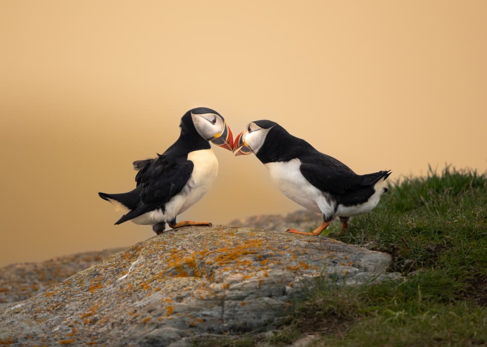 Puffin Love by Bill Lu — canvas wall art