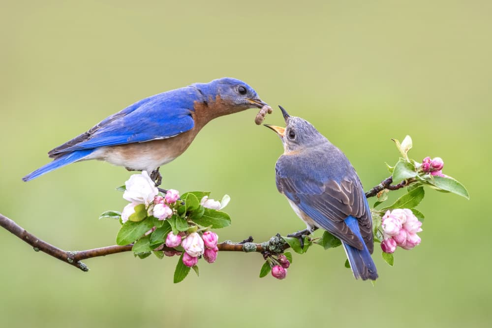 Bluebird Feeding Baby by Donald Luo — canvas wall art