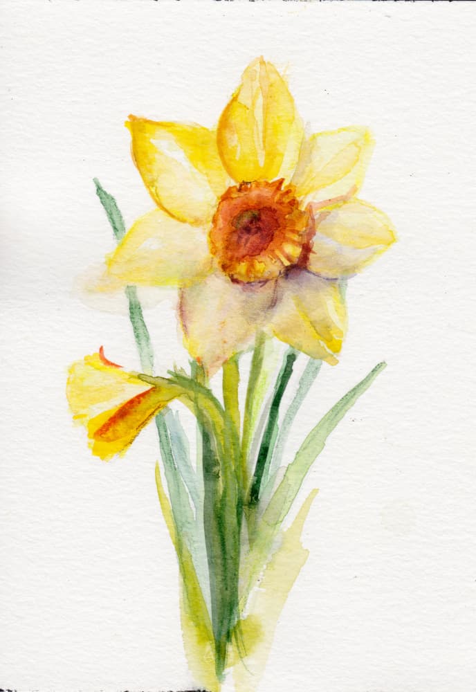 Spring Daffodil Watercolor by Christine Lindstrom — canvas wall art