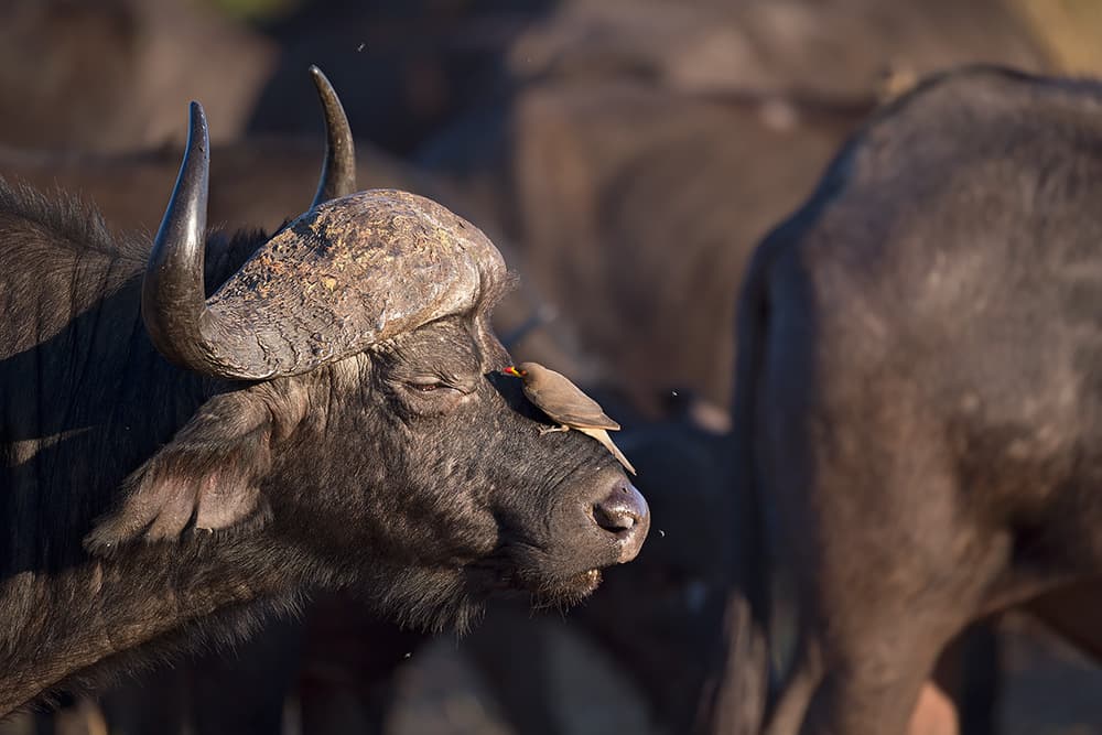African Buffalo and Oxpecker by Marco Pozzi — canvas wall art