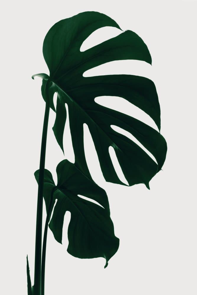 Minimalist Monstera Leaf by Pictufy Studio III — canvas wall art