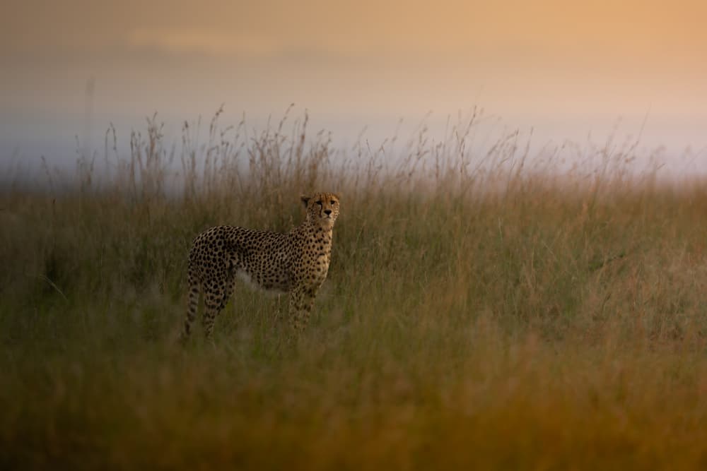 Cheetah in Golden Grass by Rajat Dhesi — canvas wall art