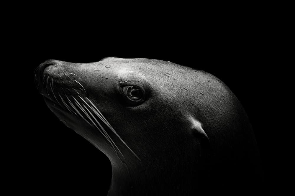 Elegant Sea Lion Profile by Christian Meermann — canvas wall art