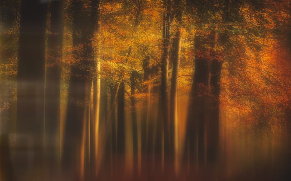 Golden Autumn Dream by Hilda van der Lee — canvas wall art