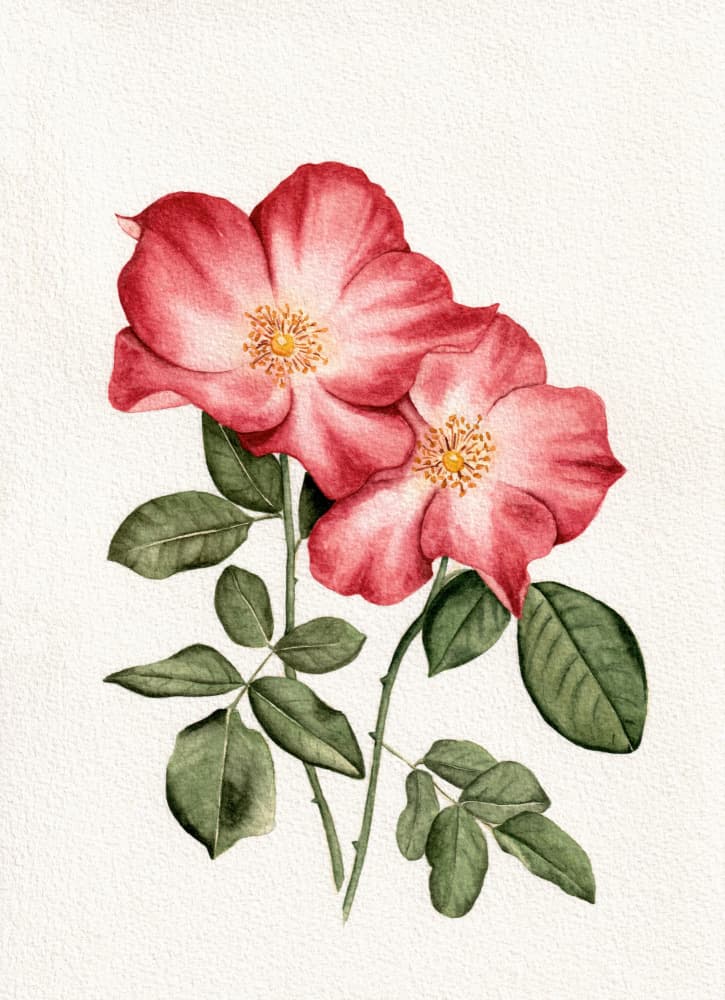 Botanical Pink Roses by Salome — canvas wall art