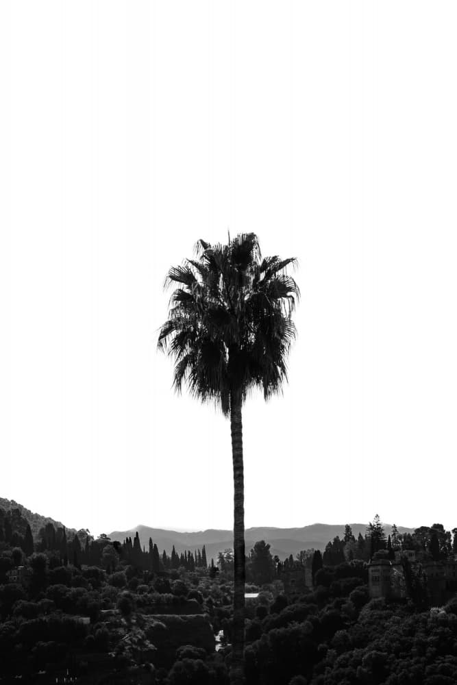 Lone Palm Silhouette by Aimee Giles — canvas wall art