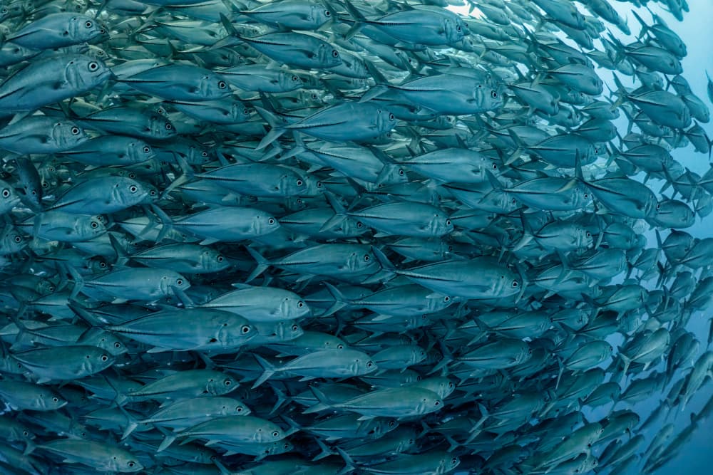 Swirling School of Fish by Ido Meirovich — canvas wall art
