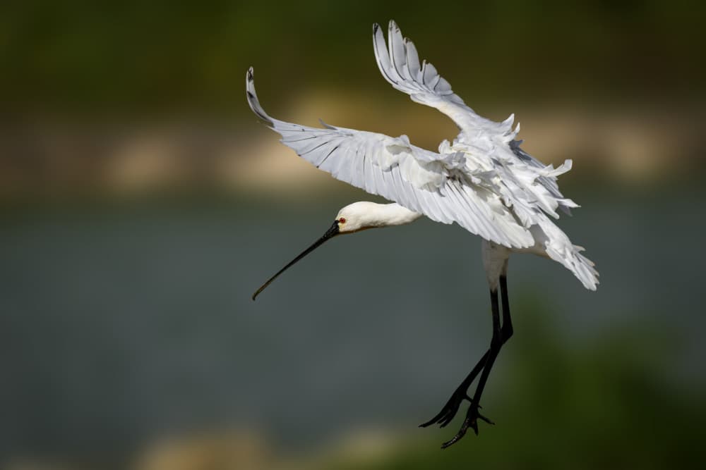 Spoonbill In Flight by Mallal Moshe — canvas wall art