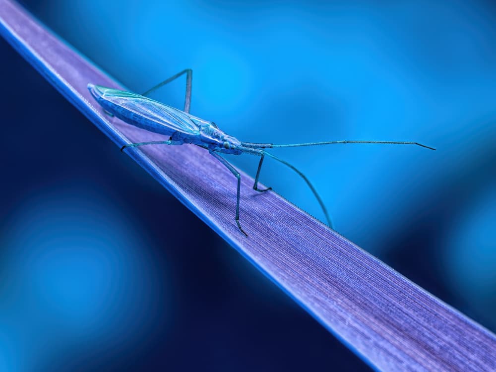 Blue Bug On Indigo Leaf by Lucie Gagnon — canvas wall art