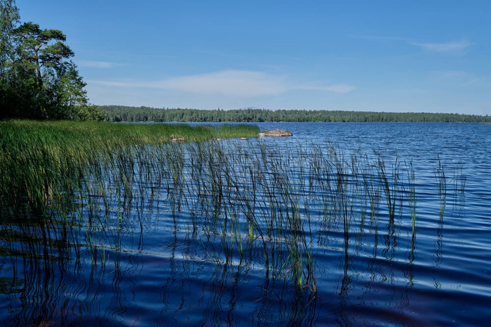 Blue Lake Reeds by Geertjan Plooijer — canvas wall art