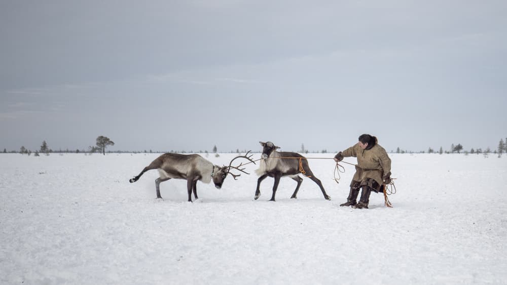 Reindeer Herder Winter by Marcel Rebro — canvas wall art