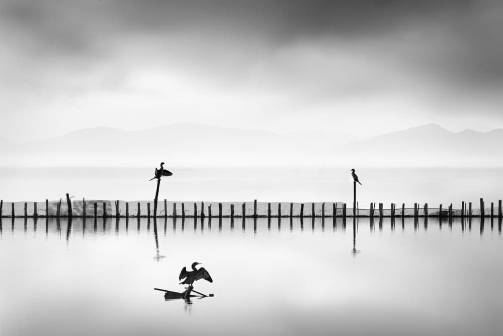 Misty Lake Birds by George Digalakis — canvas wall art