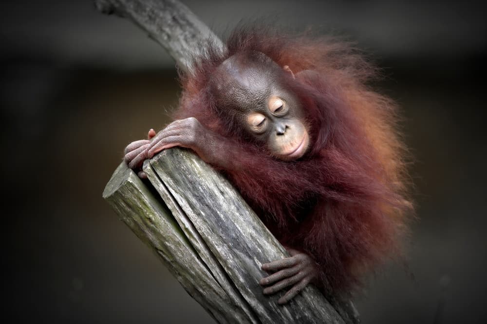 Sleeping Baby Orangutan by Antje Wenner-Braun — canvas wall art