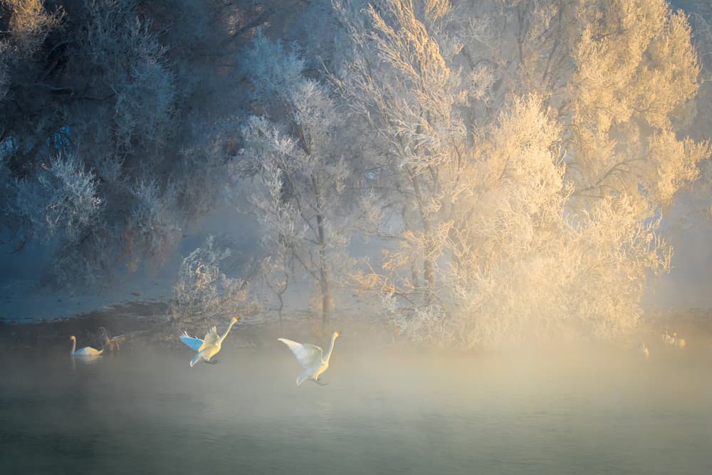 Golden Winter Swans by C. Mei — canvas wall art