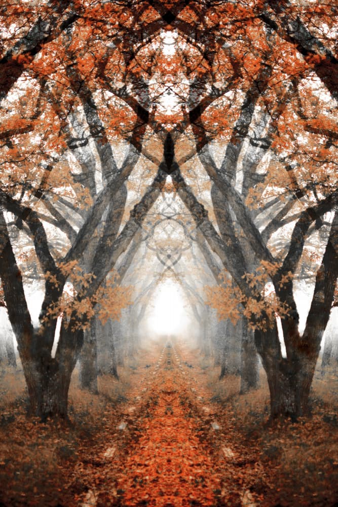 Misty Autumn Path by Christina Sillen — canvas wall art