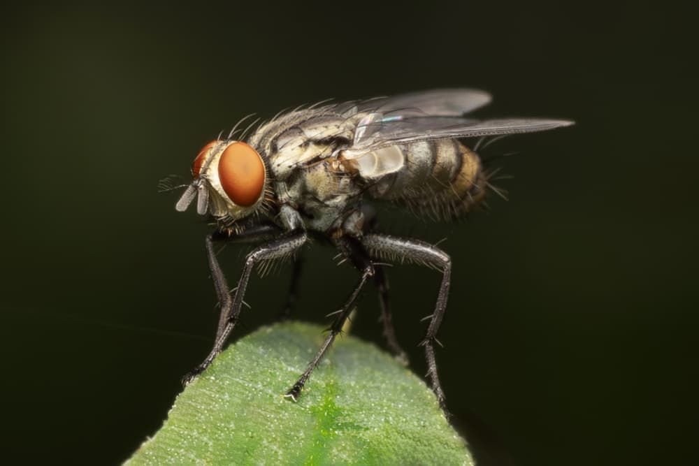 Macro Fly on Leaf by Linda D Lester — canvas wall art