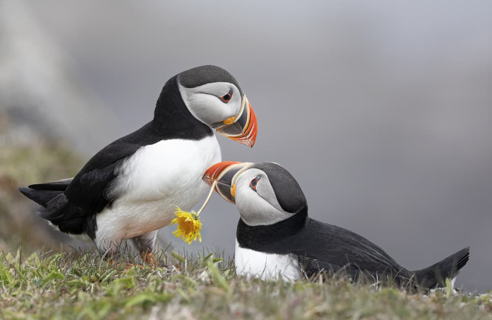 Puffin Flower Gift by Molly Fu APA — canvas wall art
