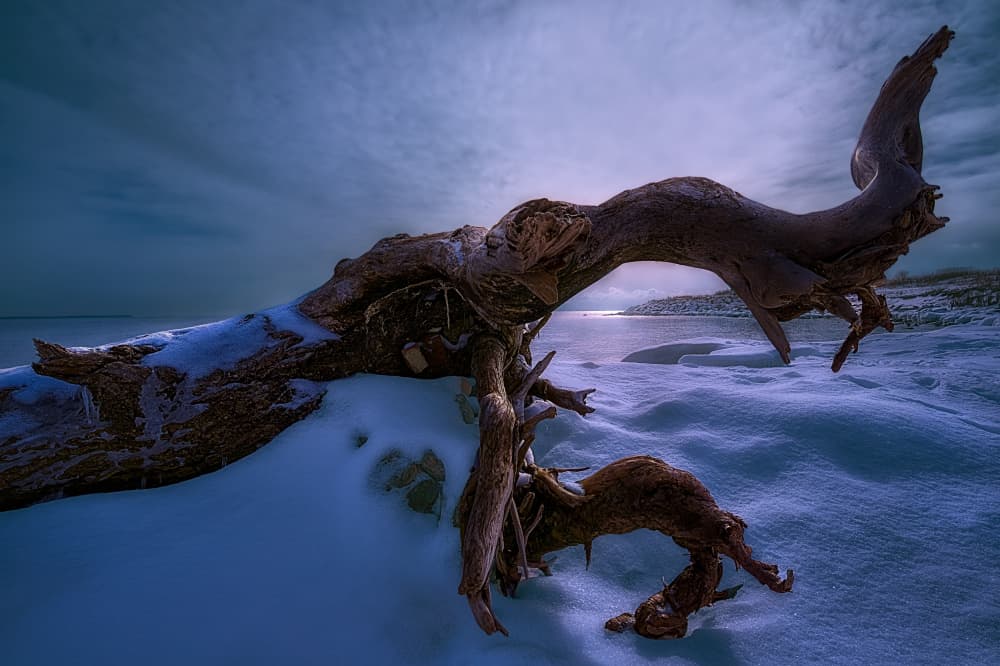 Twilight Winter Driftwood by Ben.C.L — canvas wall art