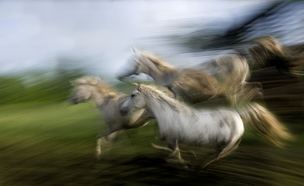 Running Horses Blur by Milan Malovrh — canvas wall art