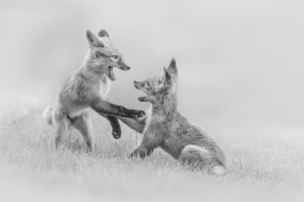 Playing Fox Kits by Jun Zuo — canvas wall art