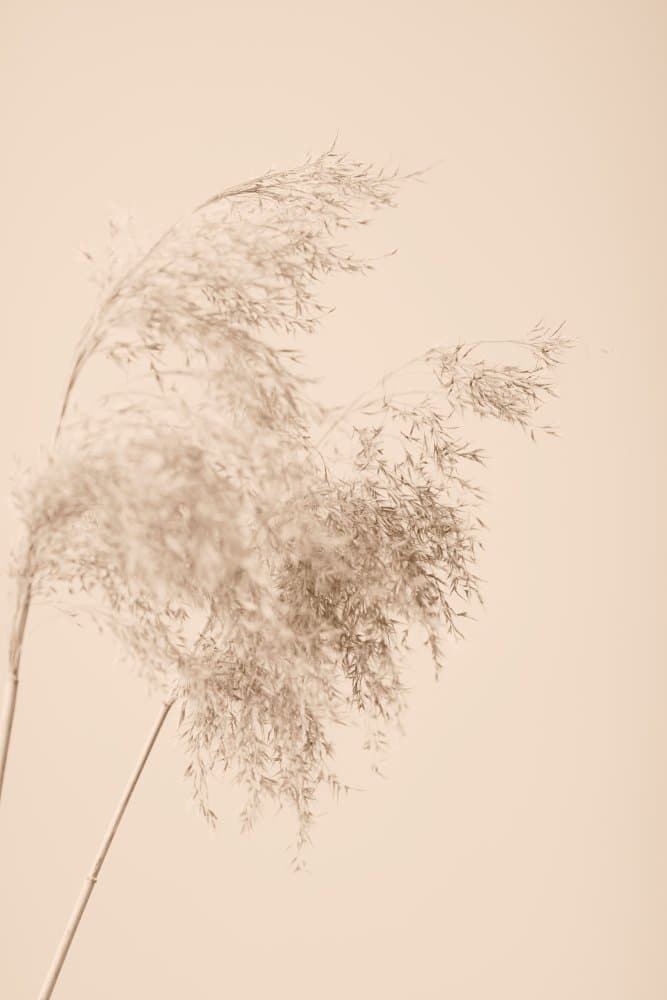 Soft Pampas Plumes by Pictufy Studio III — canvas wall art