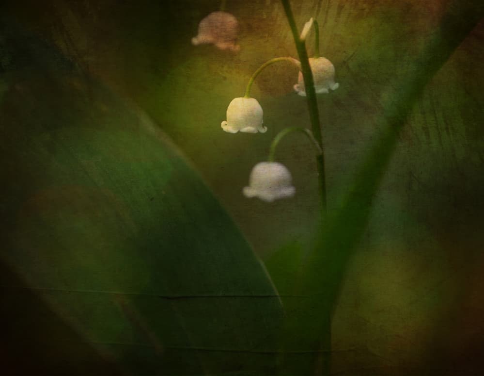Dreamy Lily of the Valley by Ulrike Eisenmann — canvas wall art