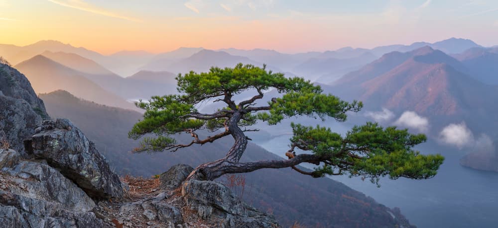 Misty Mountain Pine Tree by Jaeyoun Ryu — canvas wall art