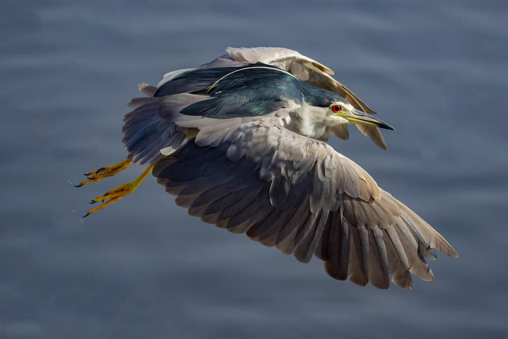 Soaring Night Heron by David Manusevich — canvas wall art