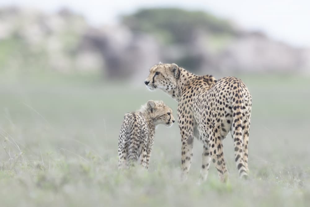 Cheetah Mom and Cub by Alessandro Catta — canvas wall art