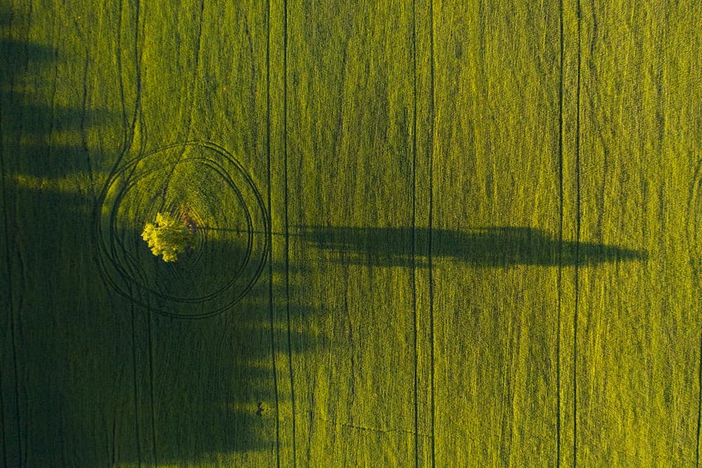 Lone Tree Shadow by Dmitry Doronin — canvas wall art