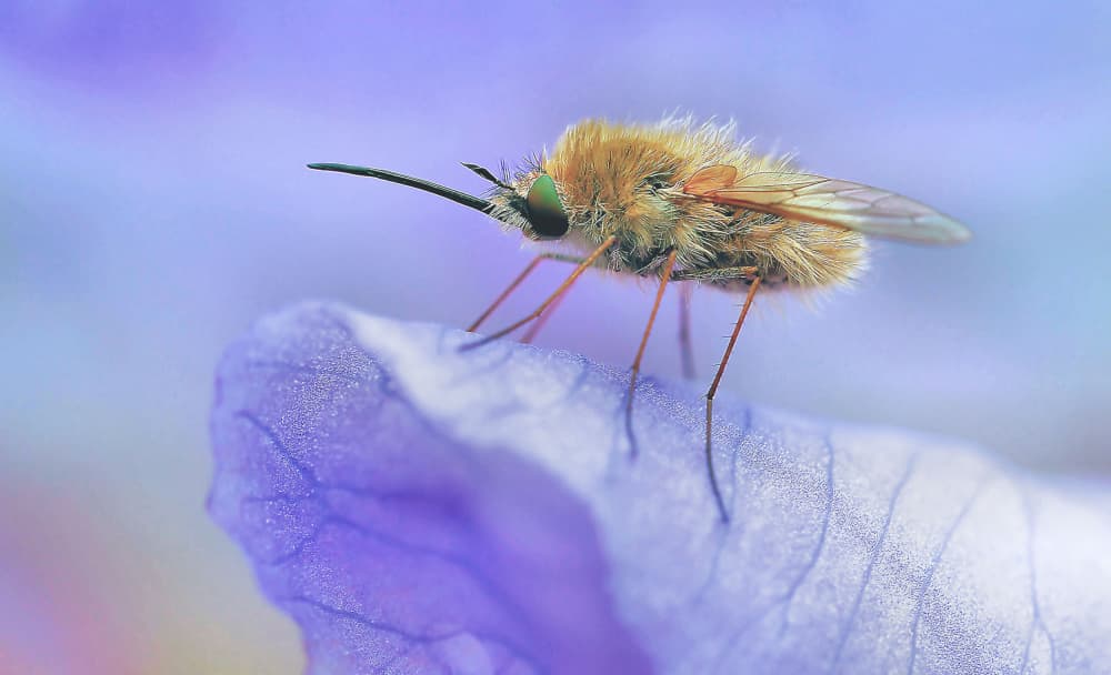 Furry Bee Fly on Purple by Thierry Dufour — canvas wall art