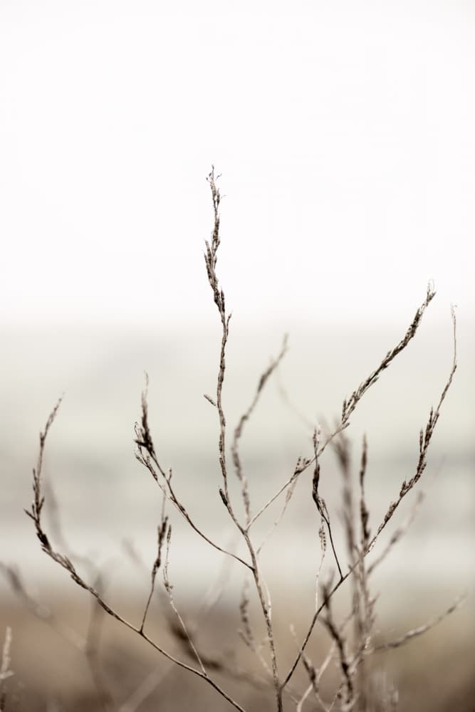 Minimalist Dried Branches by Crystal Lynn Collins — canvas wall art