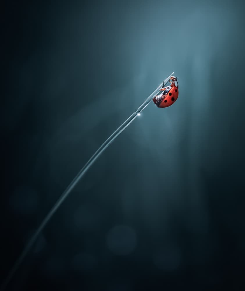 Red Ladybug Morning Dew by Atul Saluja — canvas wall art