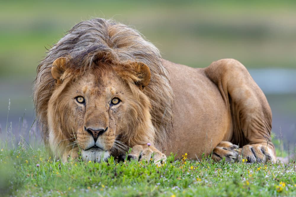Majestic Lion Gaze by Alessandro Catta — canvas wall art