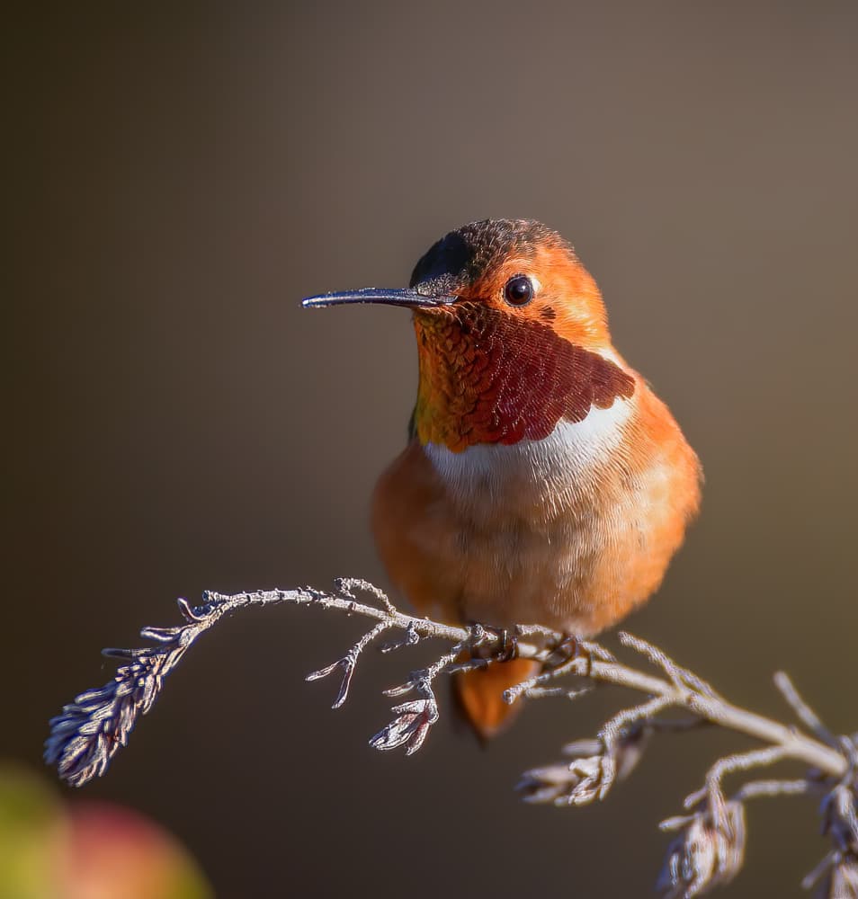 Vibrant Hummingbird Perch by Johnson Huang — canvas wall art
