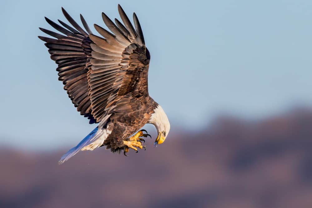 Bald Eagle Dive by Jun Zuo — canvas wall art