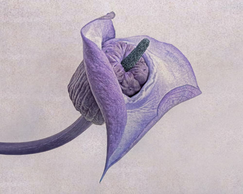 Soft Lavender Bloom by Lucie Gagnon — canvas wall art