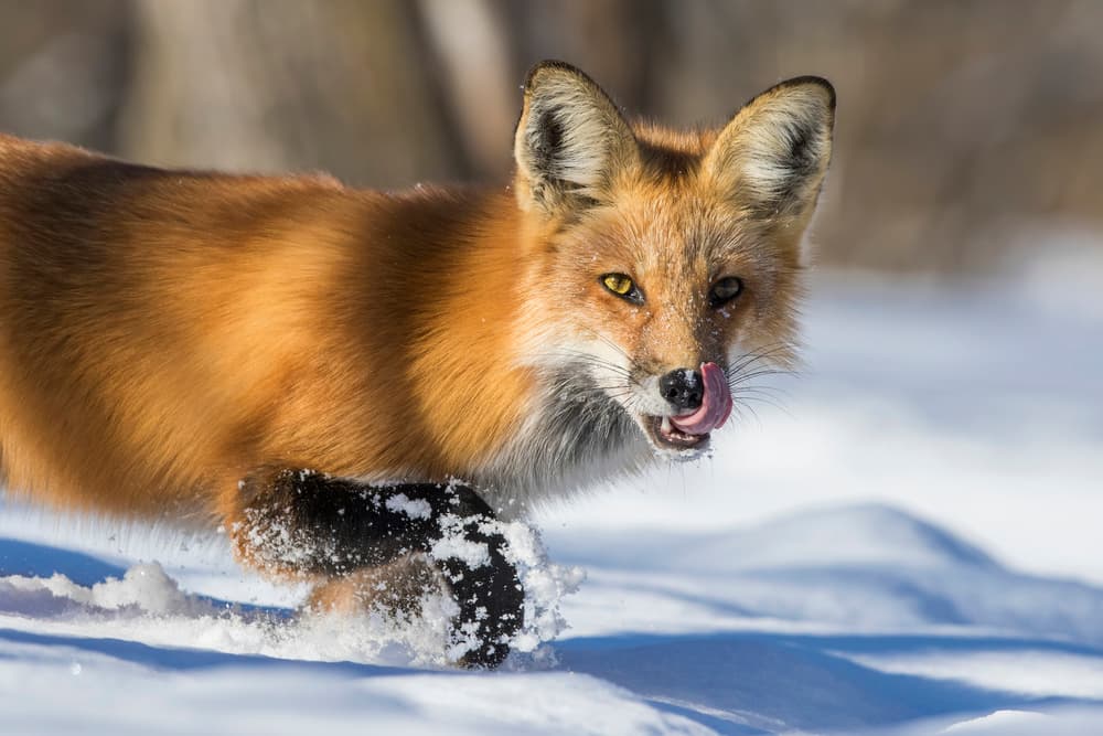 Winter Fox Running by Mircea Costina — canvas wall art