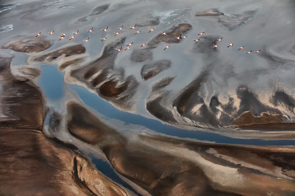 Flamingo Flight Patterns by Jun Zuo — canvas wall art