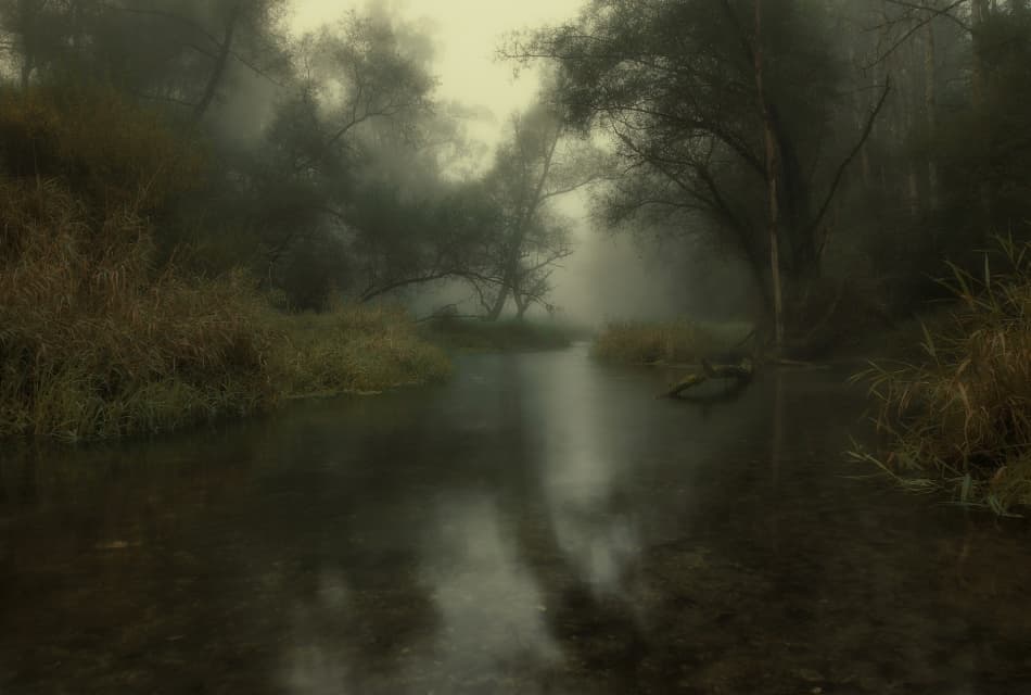 Misty Forest River by Norbert Maier — canvas wall art