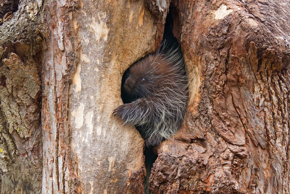 Peeking Porcupine Tree by Jim Cumming — canvas wall art