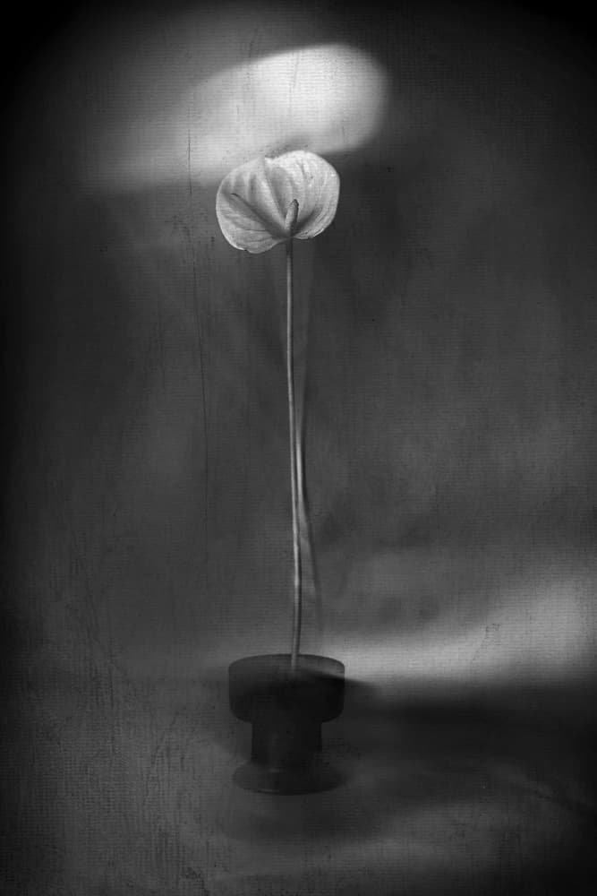 Graceful Light Bloom by Elena Arjona — canvas wall art