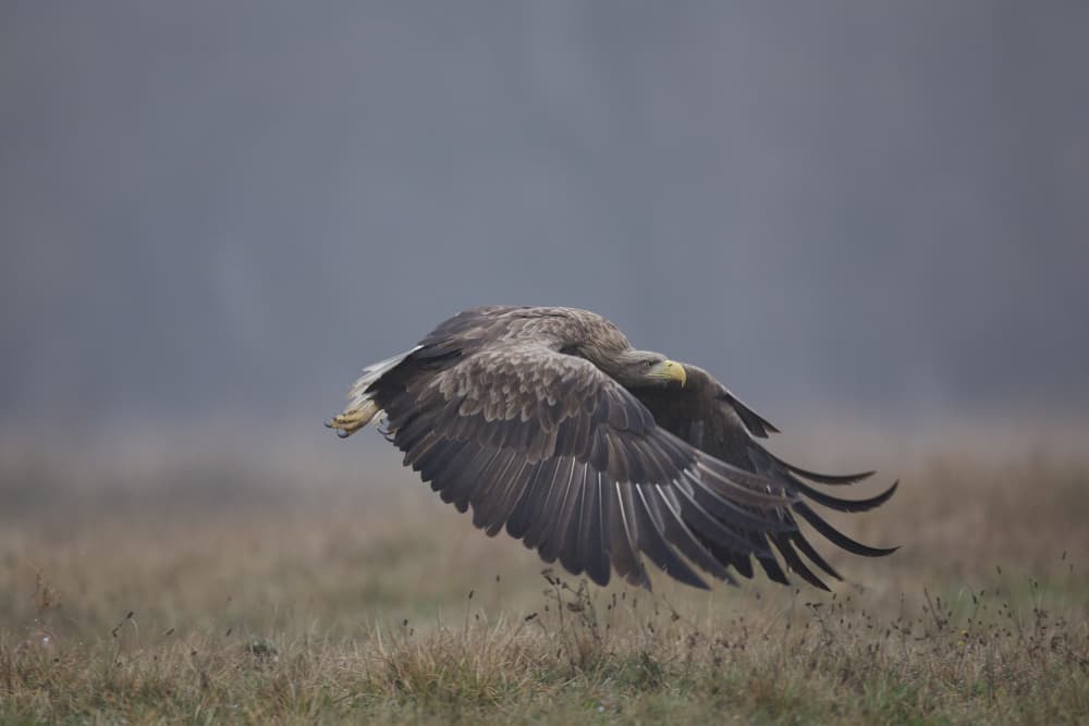 White-Tailed Eagle Flight by David Manusevich — canvas wall art
