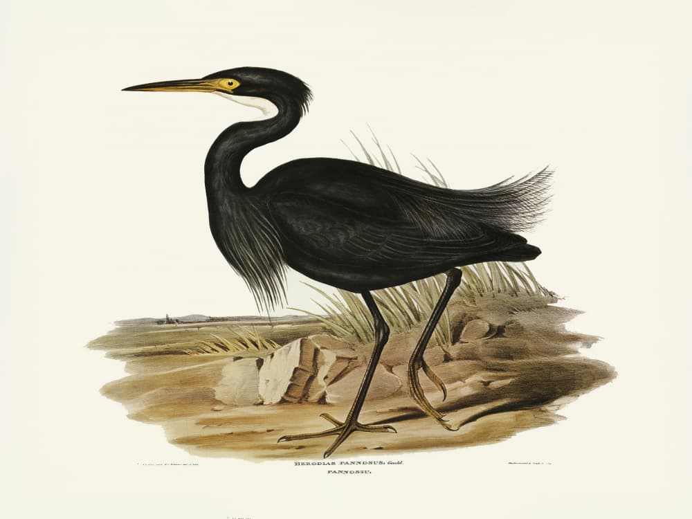 Sombre Egret by Elizabeth and John Gould — canvas wall art