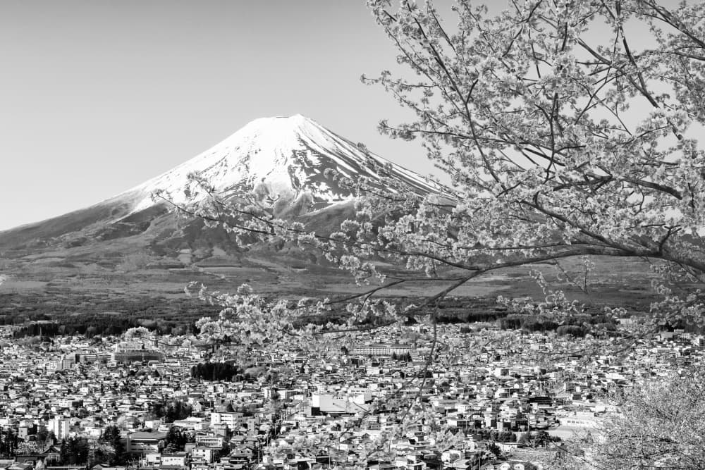 Mount Fuji Cherry Blossoms by Melanie Viola — canvas wall art