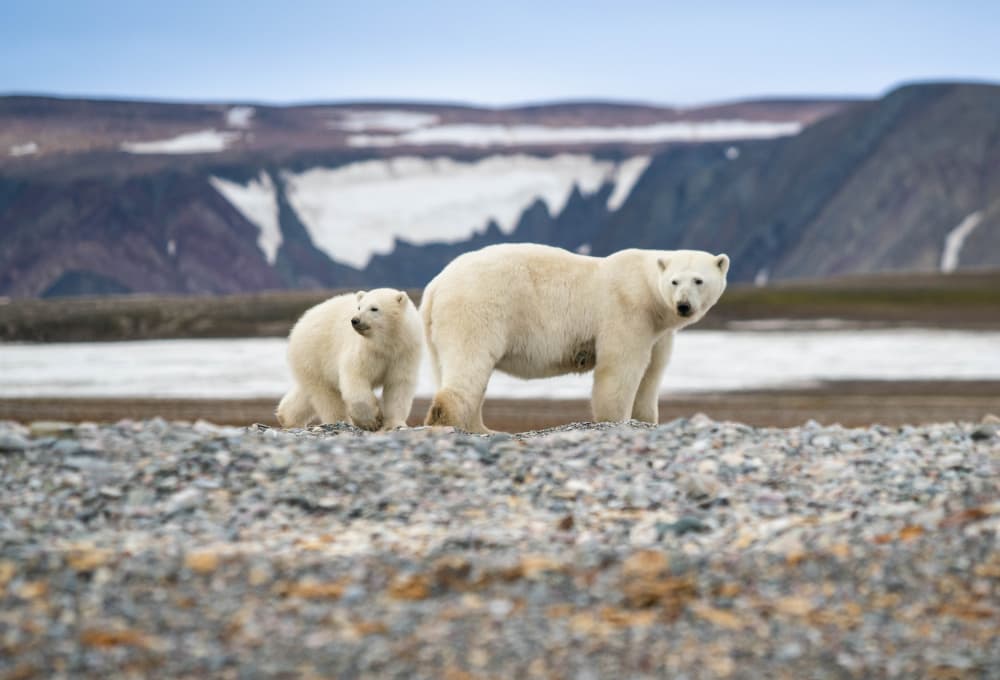 Polar Bear Mother and Cub by Manish Nagpal — canvas wall art